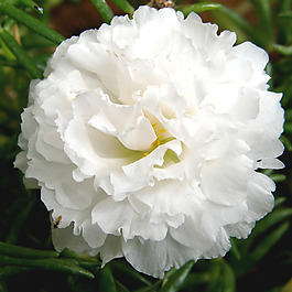 位圖 植物攝影 寫實(shí)花卉 花朵 牡丹 免費(fèi)素材
