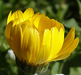 位圖 植物攝影 寫(xiě)實(shí)花卉 花朵 菊花 免費(fèi)素材