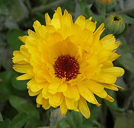 位圖 植物攝影 寫實(shí)花卉 花朵 菊花 免費(fèi)素材