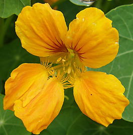 位圖 植物攝影 寫實(shí)花卉 花朵 數(shù)碼照片 免費(fèi)素材