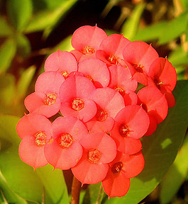 位圖 植物攝影 寫實(shí)花卉 花朵 數(shù)碼照片 免費(fèi)素材