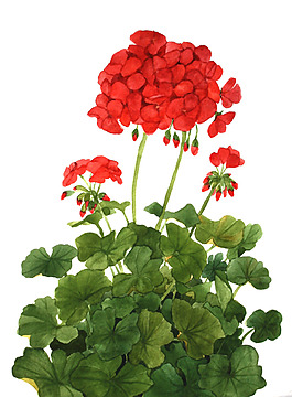 位圖 植物 寫意花卉 花朵 免費(fèi)素材