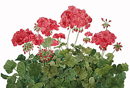 位圖 植物 寫意花卉 花朵 免費(fèi)素材