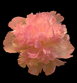 位圖 植物攝影 寫實(shí)花卉 花朵 牡丹 免費(fèi)素材