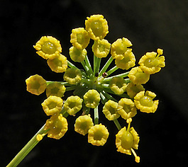 位圖 植物攝影 寫實(shí)花卉 花朵 數(shù)碼照片 免費(fèi)素材