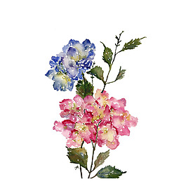 位圖 植物 寫意花卉 花朵 免費素材