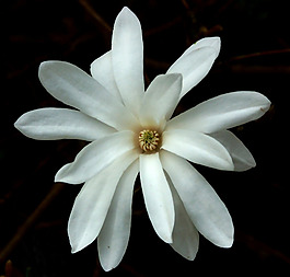 位圖 植物攝影 寫實(shí)花卉 花朵 數(shù)碼照片 免費(fèi)素材