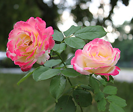 位圖 植物攝影 寫(xiě)實(shí)花卉 花朵 數(shù)碼照片 免費(fèi)素材