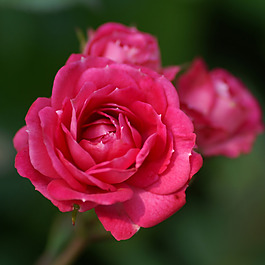 位圖 植物攝影 寫(xiě)實(shí)花卉 花朵 玫瑰 免費(fèi)素材