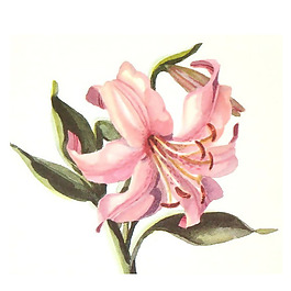 位圖 植物 寫(xiě)意花卉 花朵 百合 免費(fèi)素材