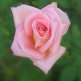 位圖 植物攝影 寫(xiě)實(shí)花卉 花朵 玫瑰 免費(fèi)素材