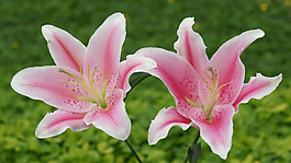 位圖 植物攝影 寫實花卉 花朵 百合 免費素材