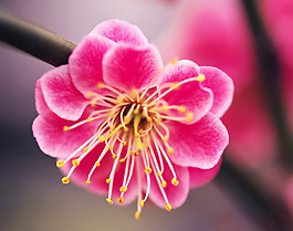 位圖 植物攝影 寫實花卉 花朵 數(shù)碼照片 免費素材