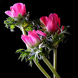 位圖 植物攝影 寫實(shí)花卉 花朵 數(shù)碼照片 免費(fèi)素材