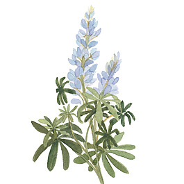 位圖 植物 寫意花卉 花朵 免費(fèi)素材