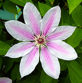 位圖 植物攝影 寫實(shí)花卉 花朵 數(shù)碼照片 免費(fèi)素材