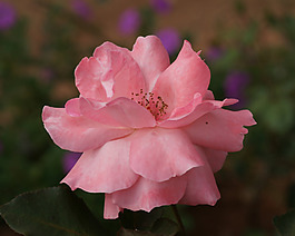 位圖 植物攝影 寫實花卉 花朵 月季花 免費素材