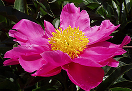 位圖 植物攝影 寫實(shí)花卉 花朵 數(shù)碼照片 免費(fèi)素材