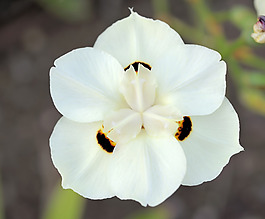 位圖 植物攝影 寫實(shí)花卉 花朵 數(shù)碼照片 免費(fèi)素材
