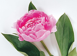 位圖 植物攝影 寫實花卉 花朵 芍藥 免費素材