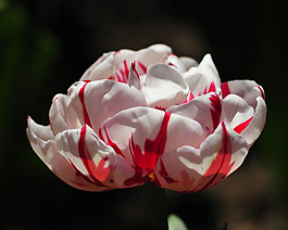 位圖 植物攝影 寫實(shí)花卉 花朵 數(shù)碼照片 免費(fèi)素材