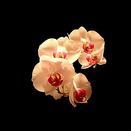 位圖 植物攝影 寫實(shí)花卉 花朵 蘭花 免費(fèi)素材