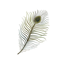 位圖 插畫 時(shí)尚插畫 插畫師 Gollybard 免費(fèi)素材