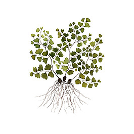 位圖 插畫 植物插畫 插畫師 Gollybard 免費(fèi)素材