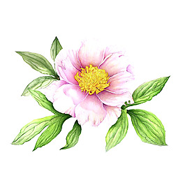 位圖 植物 寫意花卉 花朵 野花 免費(fèi)素材