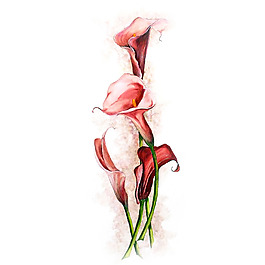 位圖 植物 寫(xiě)意花卉 花朵 馬蹄蓮 免費(fèi)素材