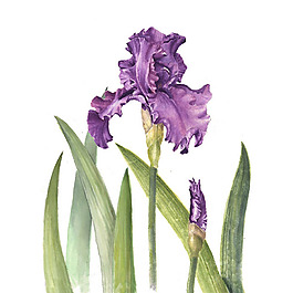位圖 植物 寫意花卉 花朵 鳶尾 免費素材