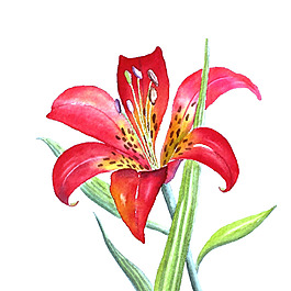 位圖 植物 寫(xiě)意花卉 花朵 百合 免費(fèi)素材