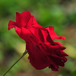位圖 植物攝影 寫實花卉 花朵 數(shù)碼照片 免費素材