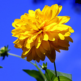 位圖 植物攝影 寫實(shí)花卉 花朵 數(shù)碼照片 免費(fèi)素材