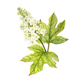 位圖 植物 寫意花卉 花朵 野花 免費(fèi)素材
