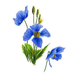 位圖 植物 寫意花卉 花朵 蘭花 免費(fèi)素材