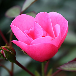 位圖 植物攝影 寫實(shí)花卉 花朵 數(shù)碼照片 免費(fèi)素材