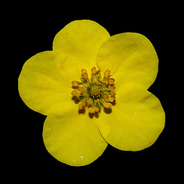位圖 植物攝影 寫(xiě)實(shí)花卉 花朵 數(shù)碼照片 免費(fèi)素材