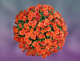 位圖 植物攝影 寫(xiě)實(shí)花卉 花朵 數(shù)碼照片 免費(fèi)素材