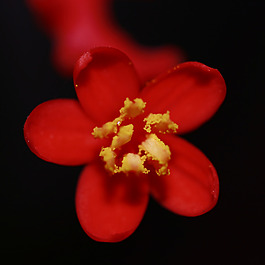 位圖 植物攝影 寫實花卉 花朵 數(shù)碼照片 免費素材