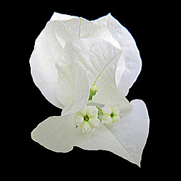 位圖 植物攝影 寫(xiě)實(shí)花卉 花朵 數(shù)碼照片 免費(fèi)素材