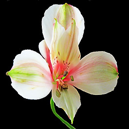位圖 植物攝影 寫實(shí)花卉 花朵 數(shù)碼照片 免費(fèi)素材