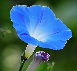位圖 植物攝影 寫實(shí)花卉 花朵 牽牛 免費(fèi)素材