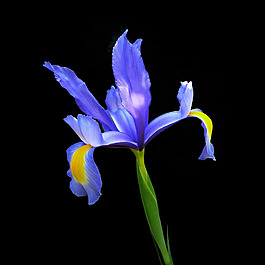 位圖 植物攝影 寫實(shí)花卉 花朵 鳶尾 免費(fèi)素材