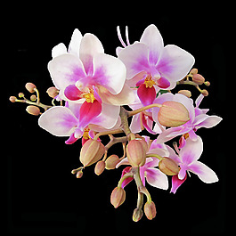 位圖 植物攝影 寫實花卉 花朵 數(shù)碼照片 免費素材