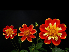 位圖 植物攝影 寫實(shí)花卉 花朵 數(shù)碼照片 免費(fèi)素材