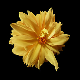 位圖 植物攝影 寫實(shí)花卉 花朵 數(shù)碼照片 免費(fèi)素材