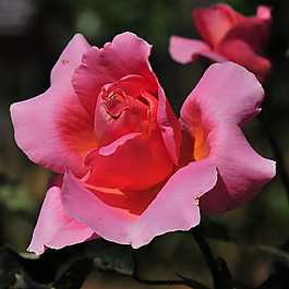 位圖 植物攝影 寫(xiě)實(shí)花卉 花朵 玫瑰 免費(fèi)素材