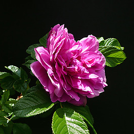 位圖 植物攝影 寫實(shí)花卉 花朵 數(shù)碼照片 免費(fèi)素材