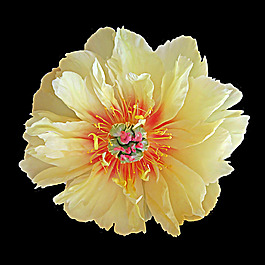 位圖 植物攝影 寫實(shí)花卉 花朵 數(shù)碼照片 免費(fèi)素材